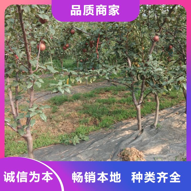 彩虹梨树苗适合种植地区定制批发