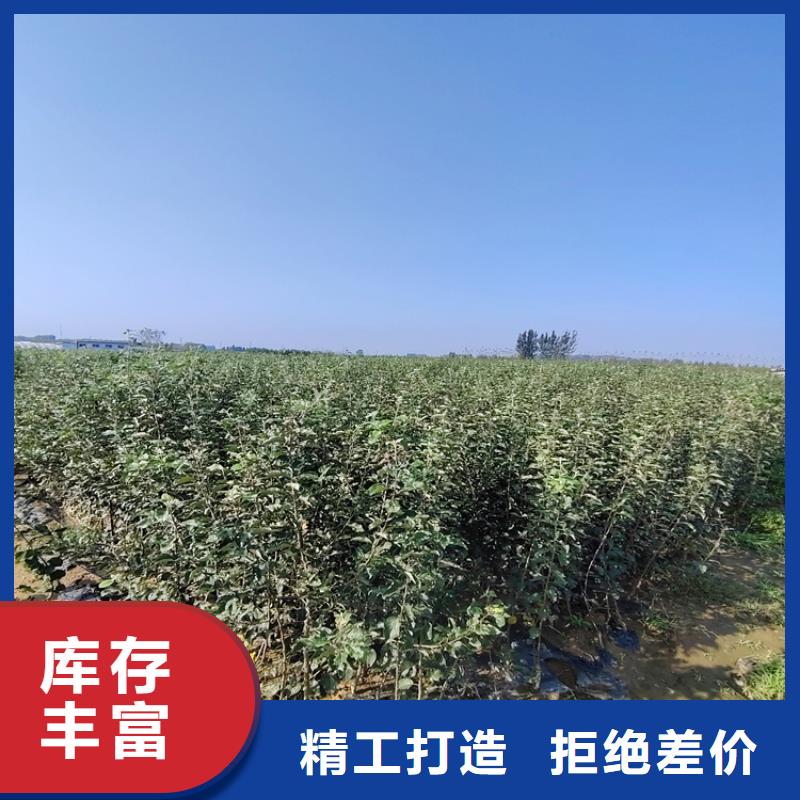 三红梨树苗适合种植地区设备齐全支持定制