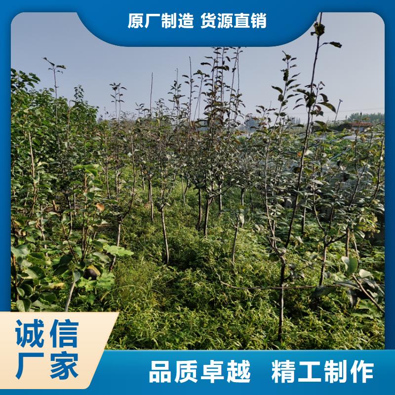 彩虹梨树苗种植技术支持定制批发