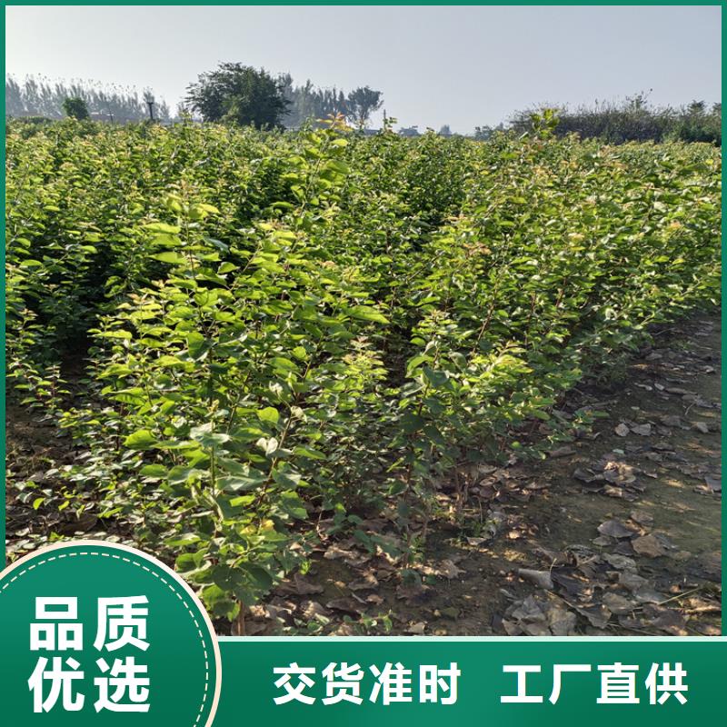 彩虹梨树苗批发实拍展现