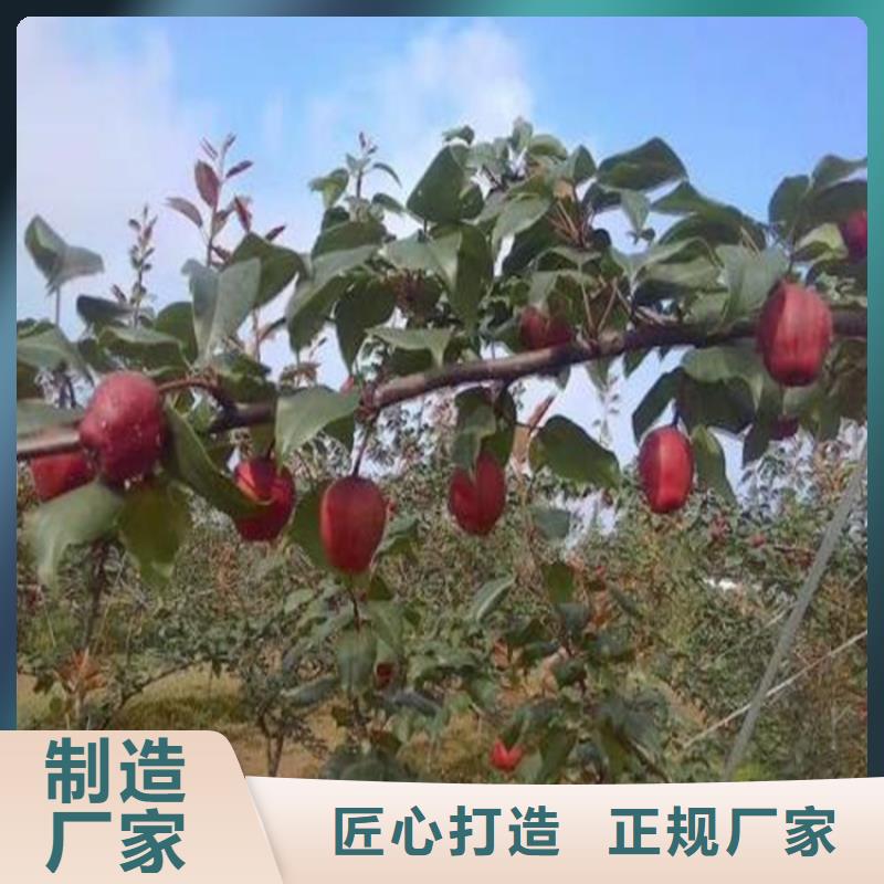 三红梨树苗适合种植地区高性价比