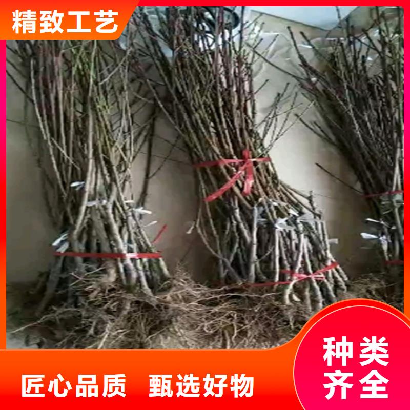 血桃树苗大棚种植品质无所畏惧