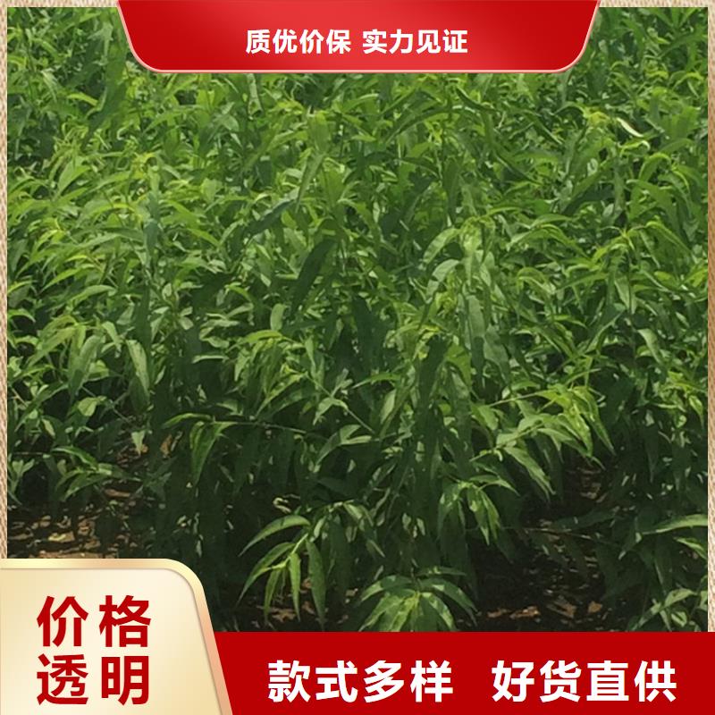 黄桃树苗采摘园批发零售用心制造