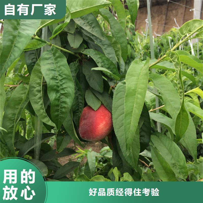 风味皇后桃苗适合种植地区/轩园园艺场精选优质材料