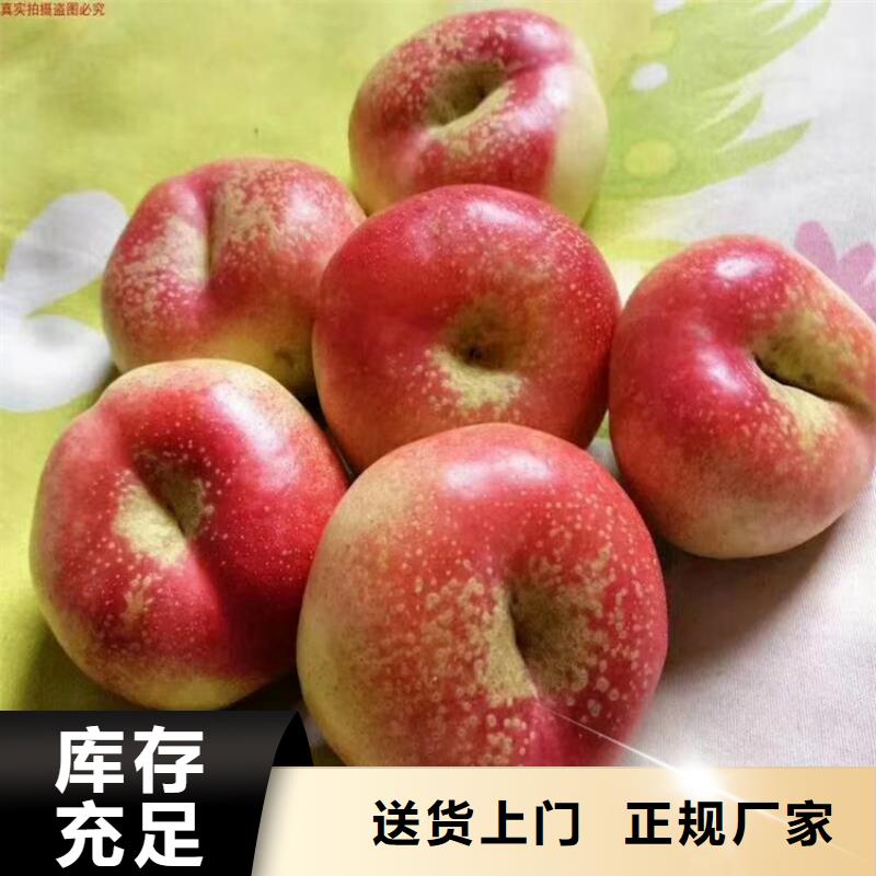 风味皇后桃苗欢迎咨询/轩园园艺场今日价格