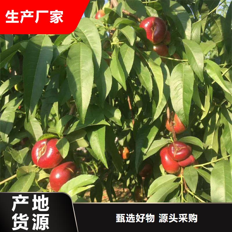 黄金油蟠桃苗采摘园严格把控每一处细节