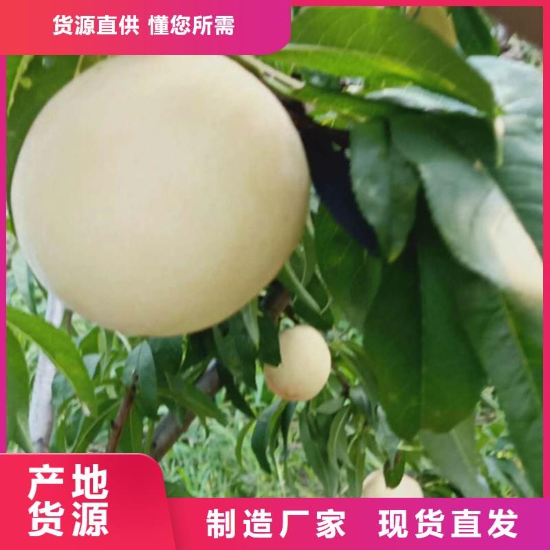 黄桃苗露天种植支持大小批量采购