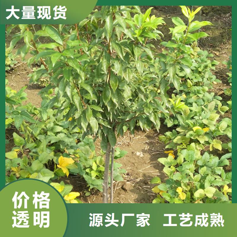 李子树种植技术/轩园园艺场本地制造商