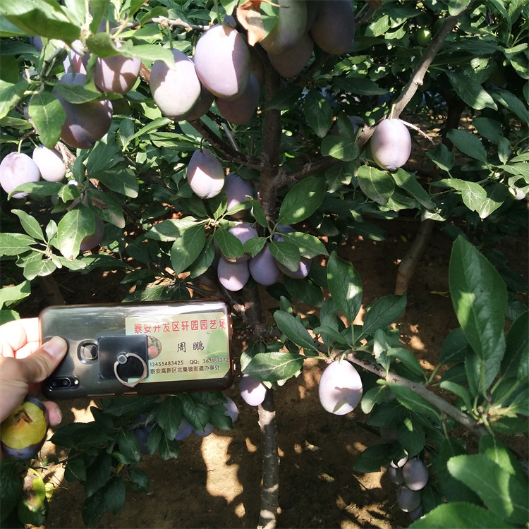 西梅李子苗种植管理技术用心做好细节