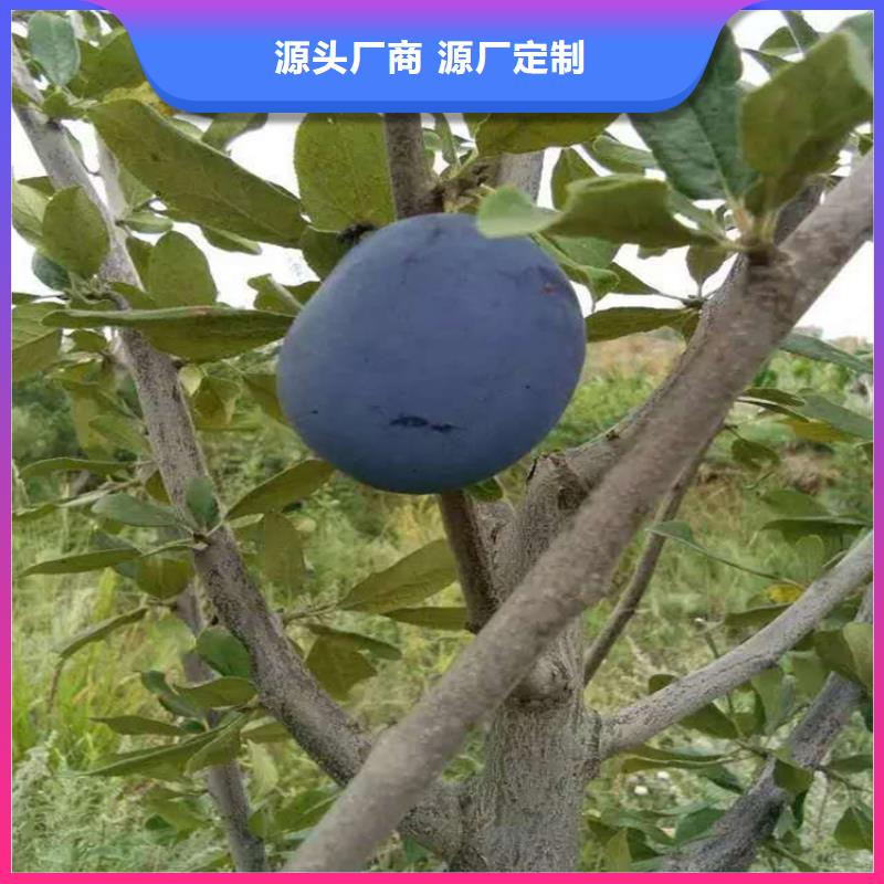 西梅李子苗种植基地多年行业经验