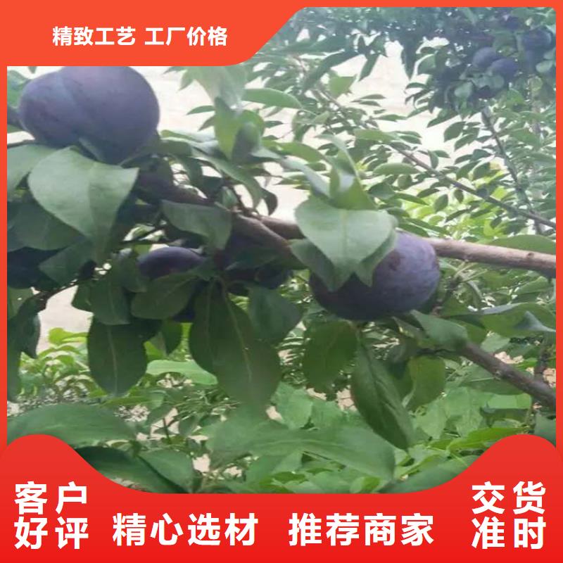 西梅李子苗种植技术同城品牌