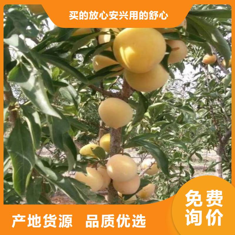 西梅李子苗种植管理技术工程施工案例