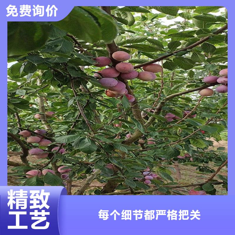 西梅李子苗露天种植同城厂家