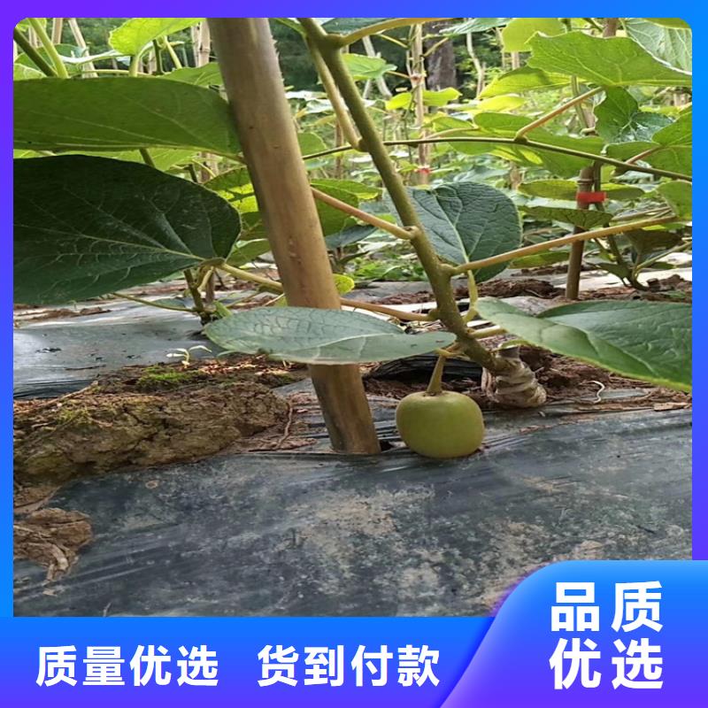 ​黄心猕猴桃苗露天种植本地品牌