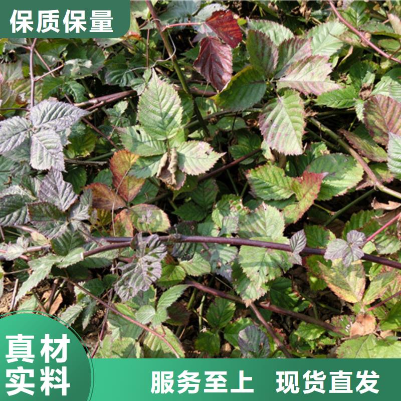 双季红树莓苗种植基地来图定制