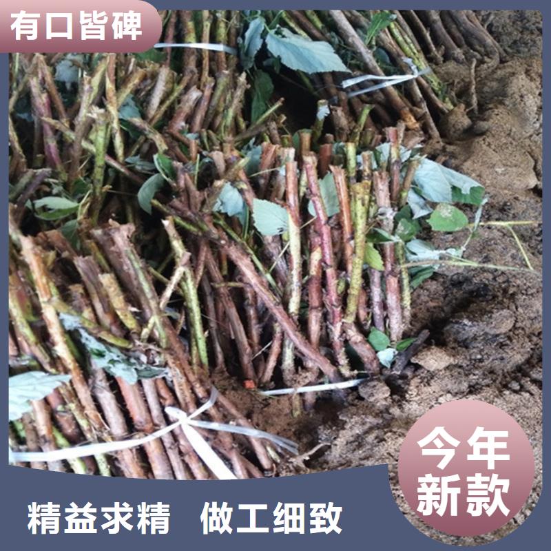 双季黄树莓苗大棚种植同城服务商