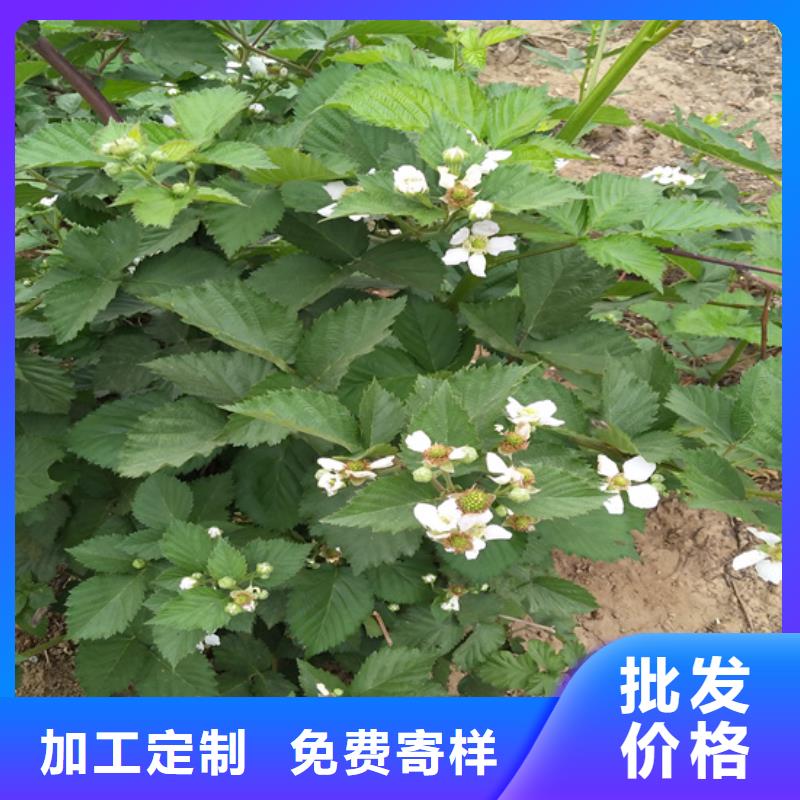 双季黑树莓苗种植管理技术同城生产厂家