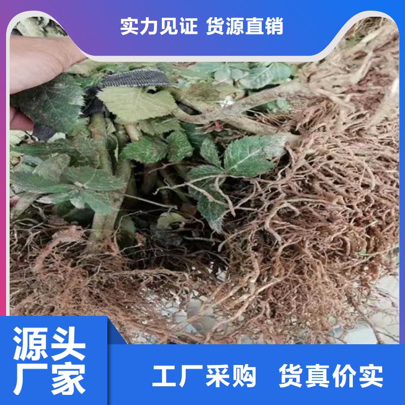 黄树莓苗适合种植地区严格把关质量放心