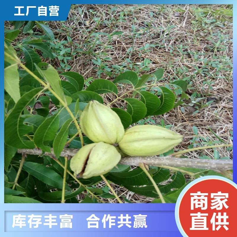 碧根果树苗根系发达当地供应商