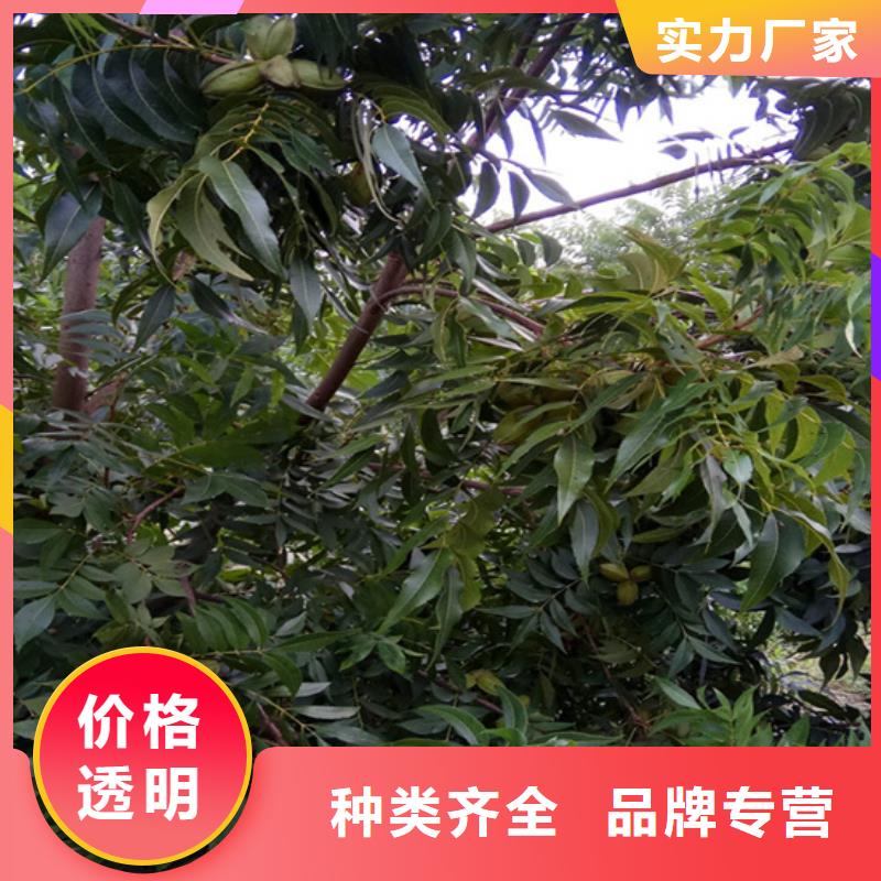 碧根果苗露天种植附近经销商