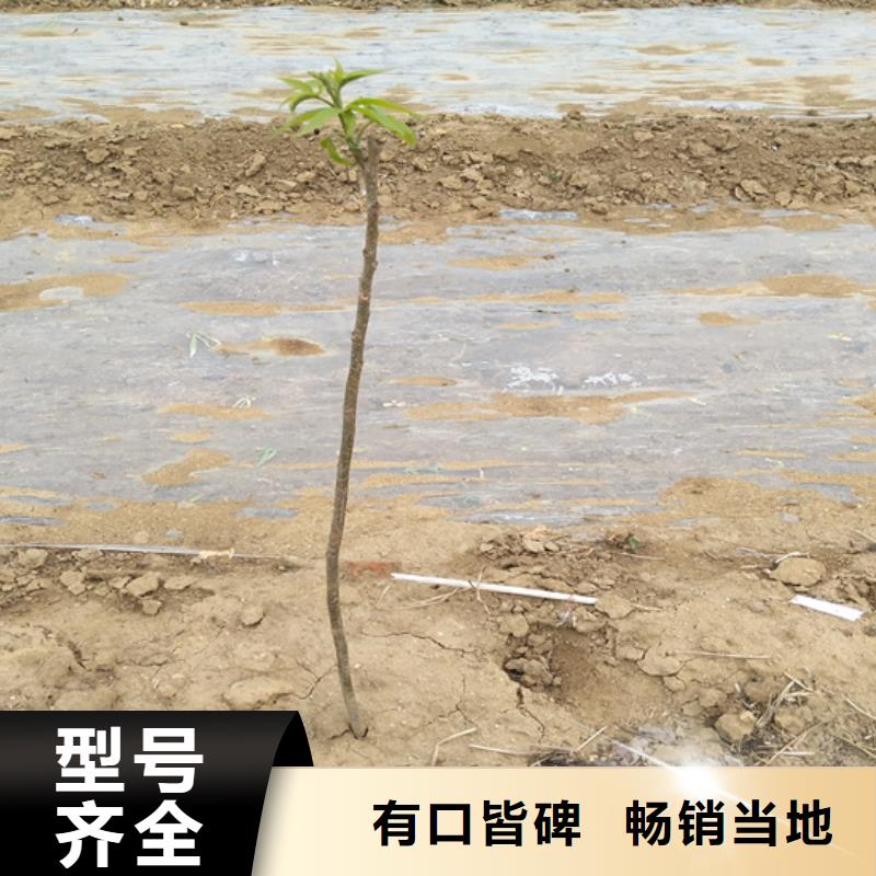 碧根果苗育苗基地当地制造商