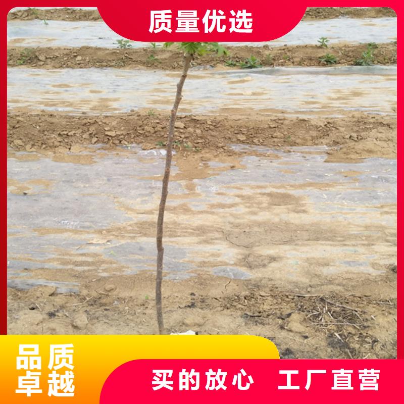 碧根果树苗规格厂家直销直供