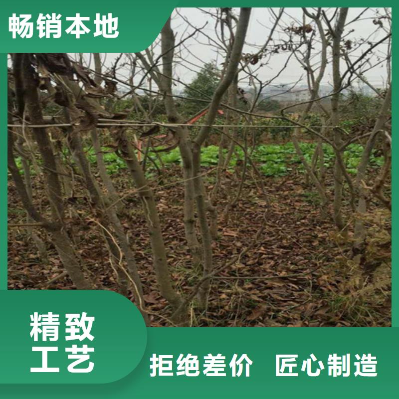 碧根果树苗怎么卖当地生产厂家