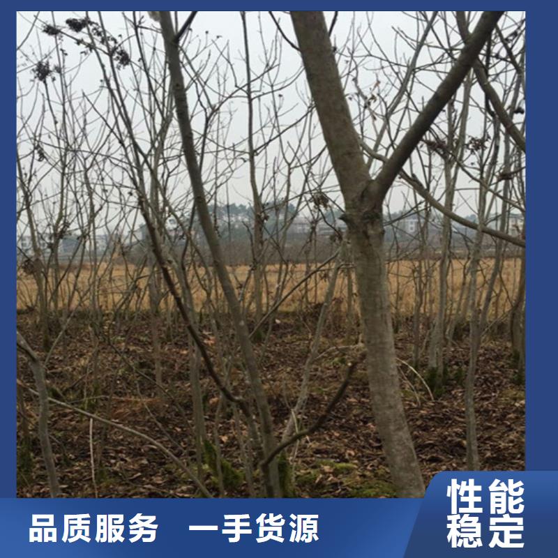 碧根果苗一亩地栽多少棵当地公司