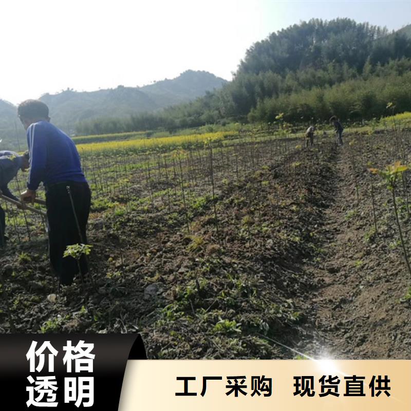 碧根果苗种植基地好品质用的放心