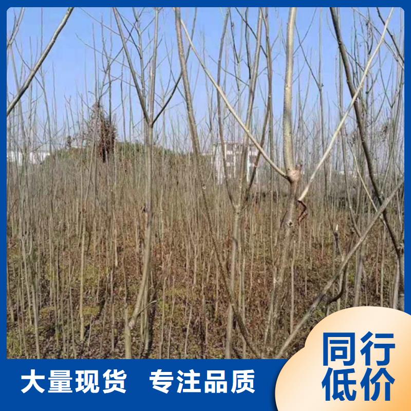 碧根果树苗种植管理技术附近生产商