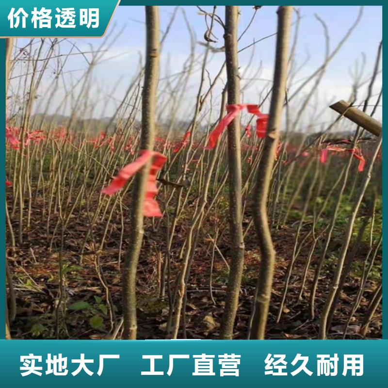 碧根果树苗基地直销现货