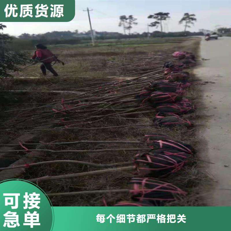 碧根果树苗基地直销同城品牌