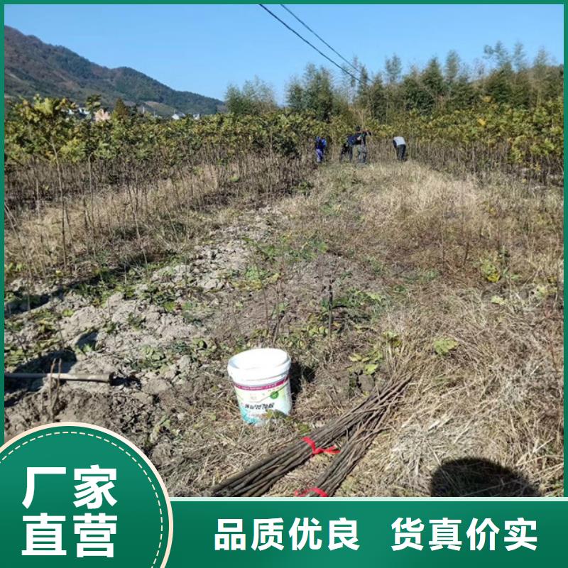 碧根果苗种植管理技术研发生产销售