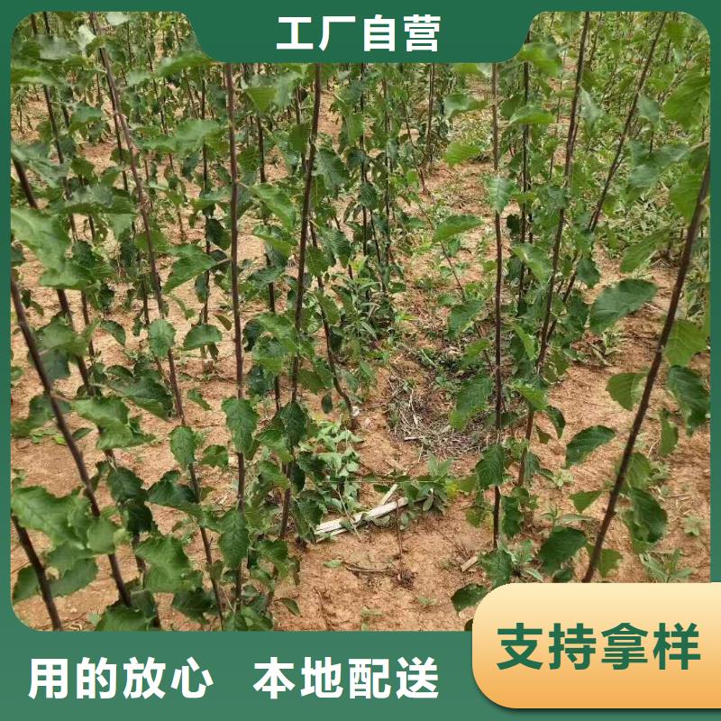 珍珠油杏树苗育苗基地用品质说话