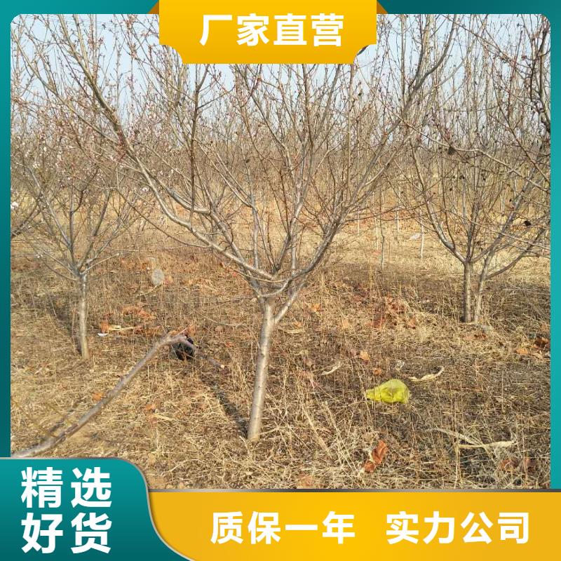 蜜香杏树苗育苗基地大量现货