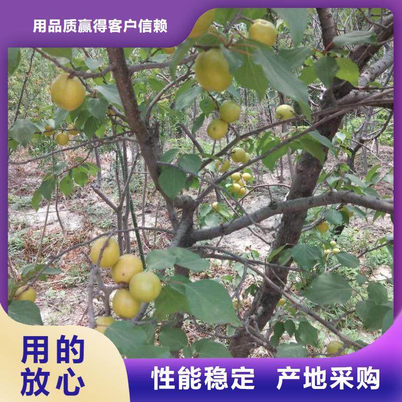 蜜香杏树苗量大从优一站式采购