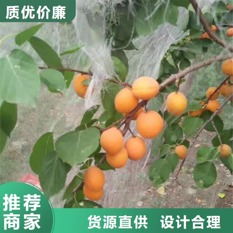 ​杏树苗欢迎咨询精选货源