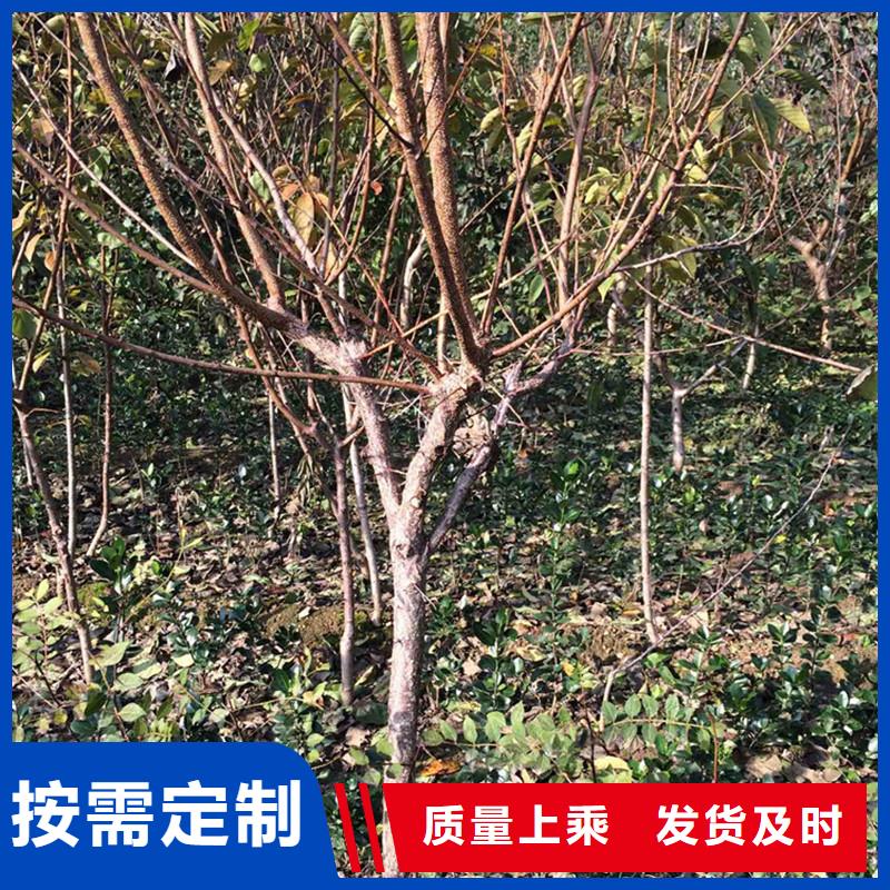 杏苗适合种植地区当地生产厂家