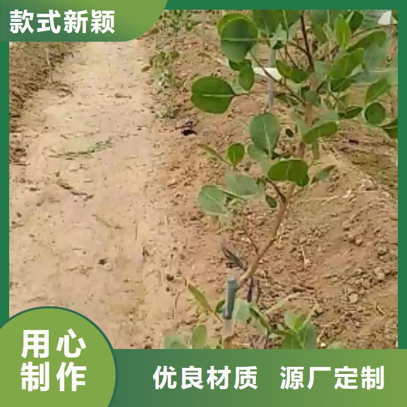 开心果苗种植管理技术随心所欲定制