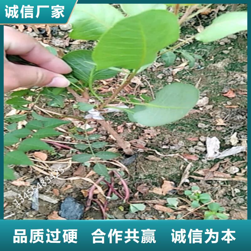 阿月浑子树苗基地直销当地经销商