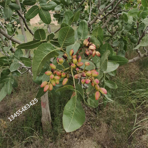 阿月浑子树苗欢迎咨询常年出售