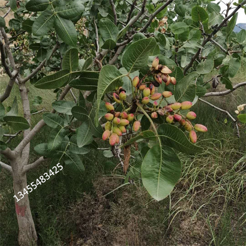 阿月浑子树苗多少钱一棵一手价格