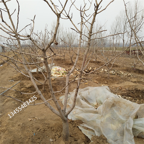 阿月浑子树苗基地直销本地厂家