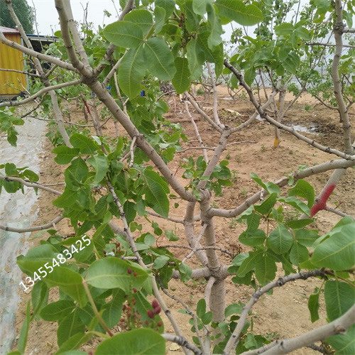 开心果树苗种植基地发货迅速