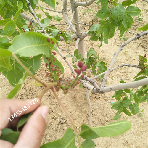 开心果苗一亩地栽多少棵用心做产品