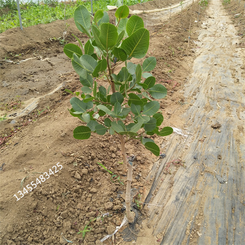 开心果苗种植基地附近生产厂家