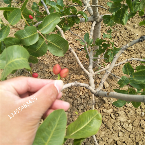 开心果树苗种植基地支持加工定制