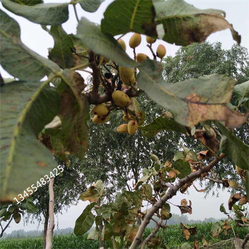 开心果树适合种植地区选择我们没错