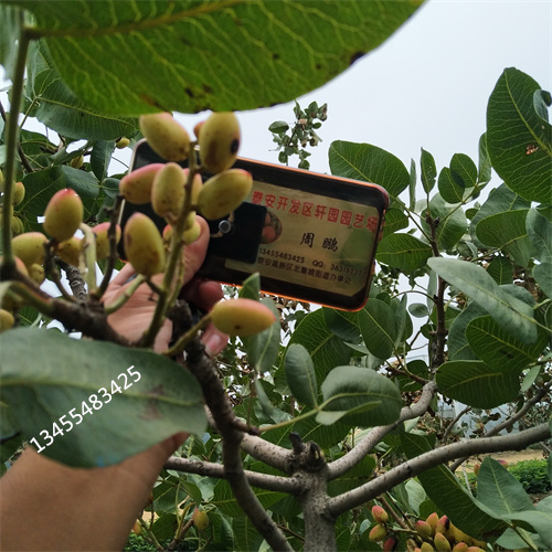 开心果苗适合种植地区厂家直营