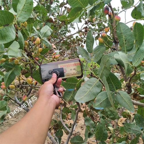 开心果批发价格用心提升细节